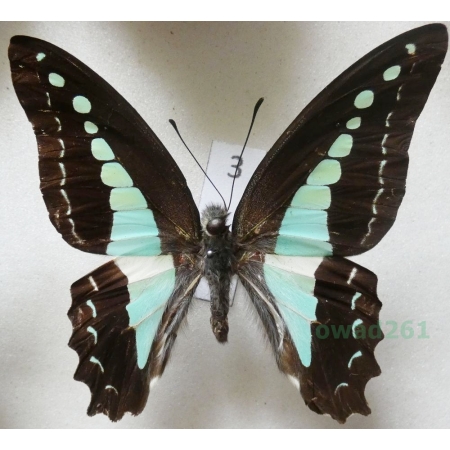Graphium sarpedon Linnaeus, 1758 Indonesia, Seram 61mm3